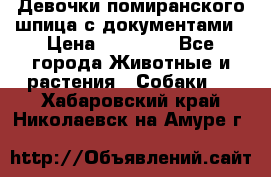 Девочки помиранского шпица с документами › Цена ­ 23 000 - Все города Животные и растения » Собаки   . Хабаровский край,Николаевск-на-Амуре г.